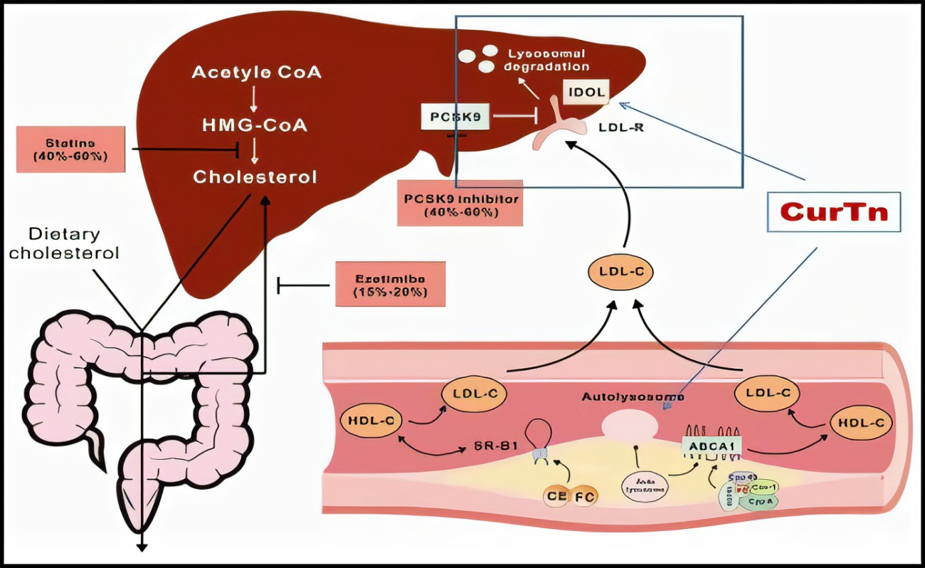 How does anabolism affect muscle growth?