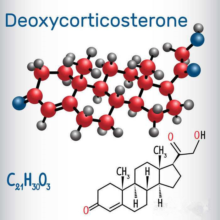 How do steroids help us build muscle?