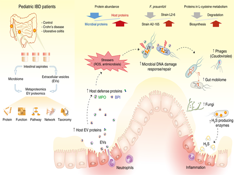 How does SNAC promote the absorption of oral peptide powder  