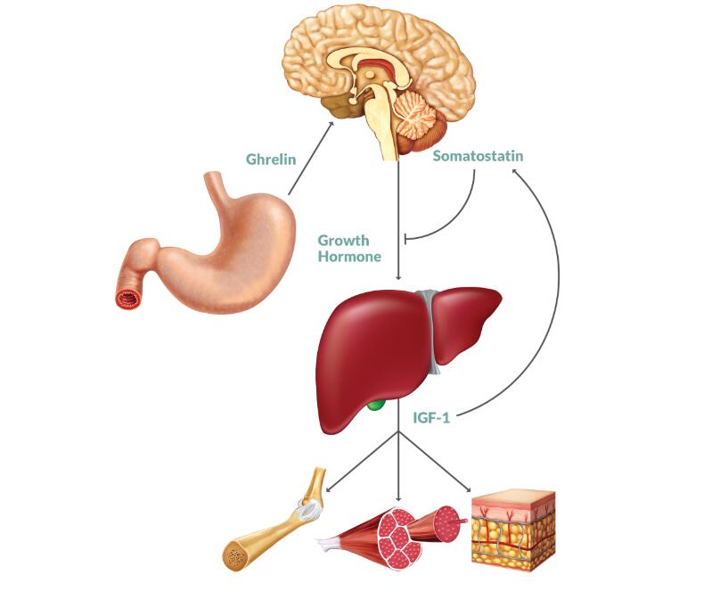 Whether Mk677 can be used as a pct drug in pct cycle