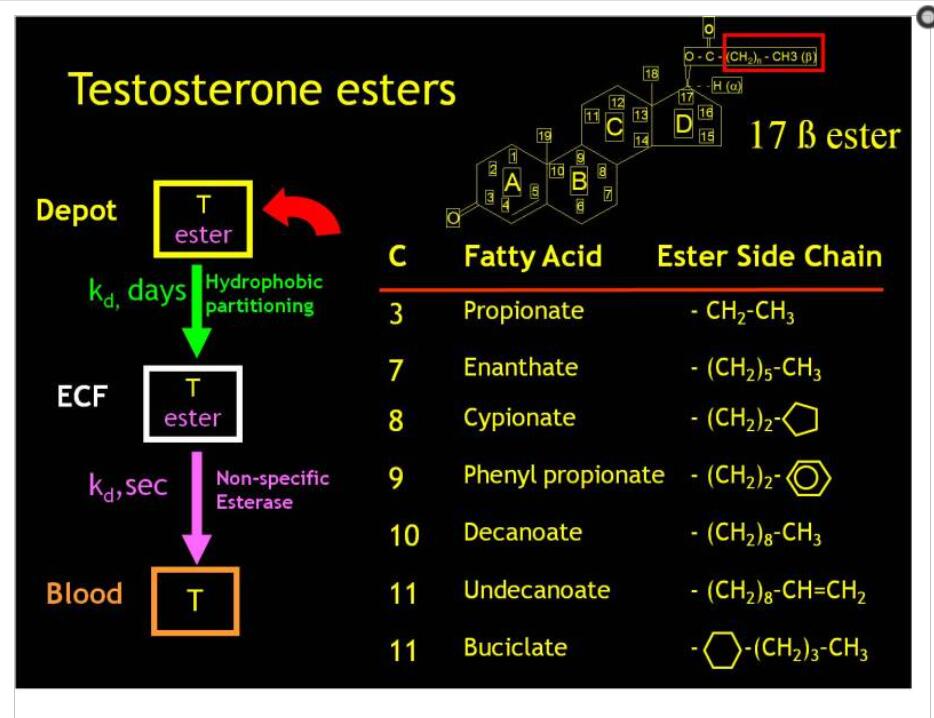 Wat is ester, waarom toevoegen aan steroïden?