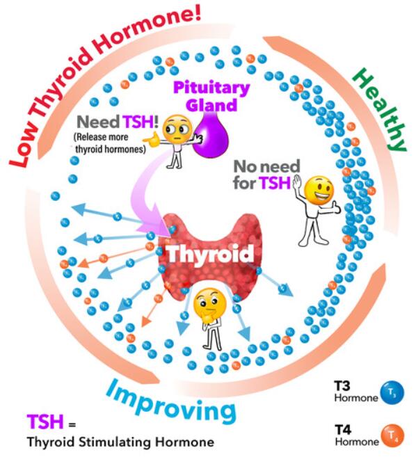 Where does the natural triiodothyronine T3 come from?