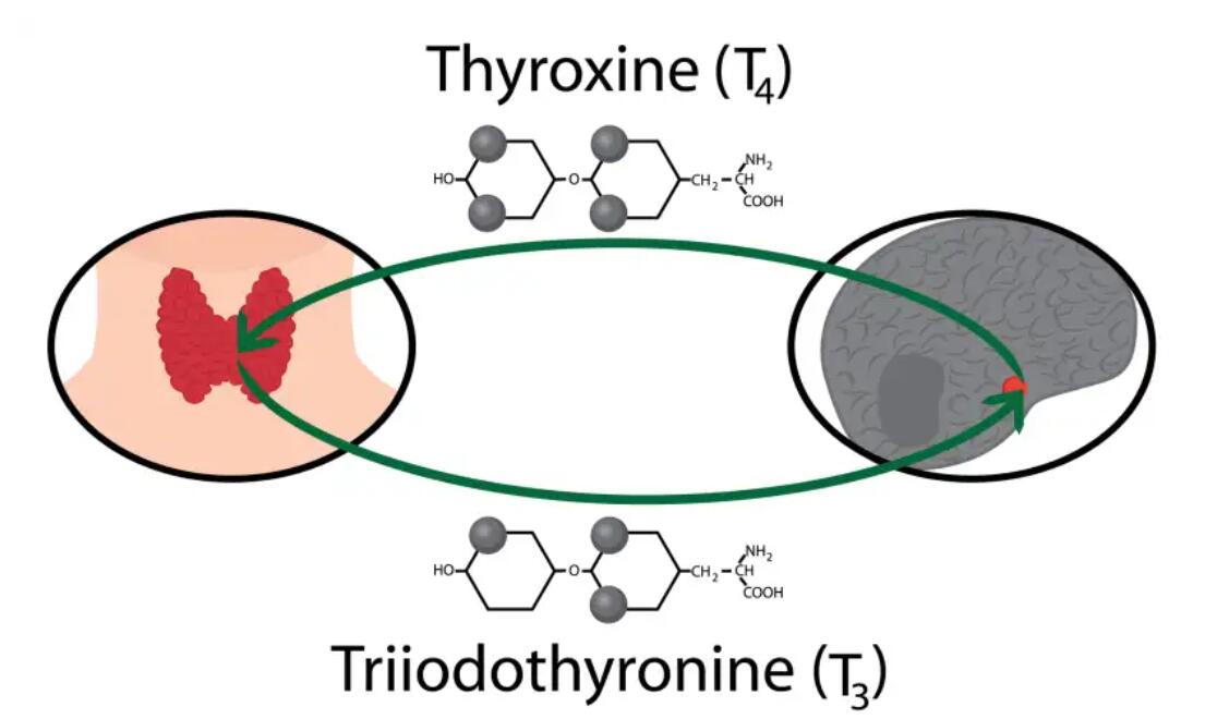 Triiodothyronine T3 and rT3, rT3 is a stumbling block on the way to weight loss?