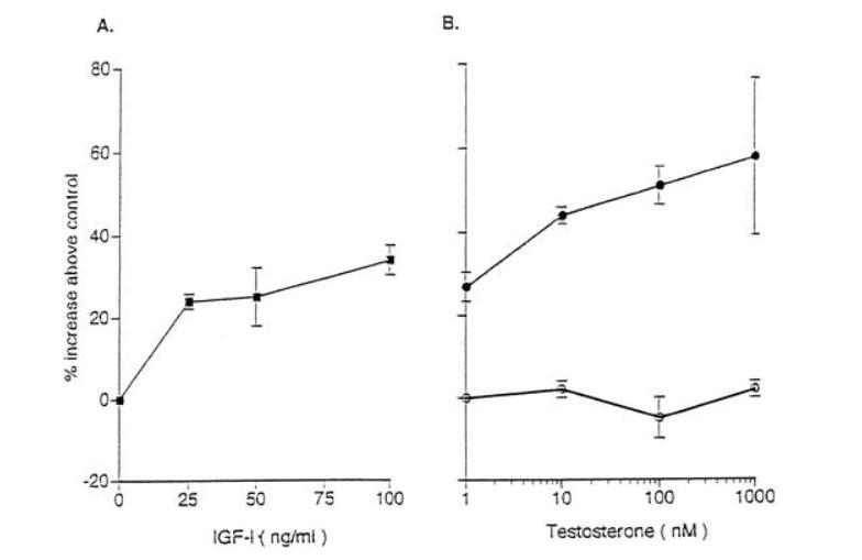 Does IGF-1 lr3 make you bigger?