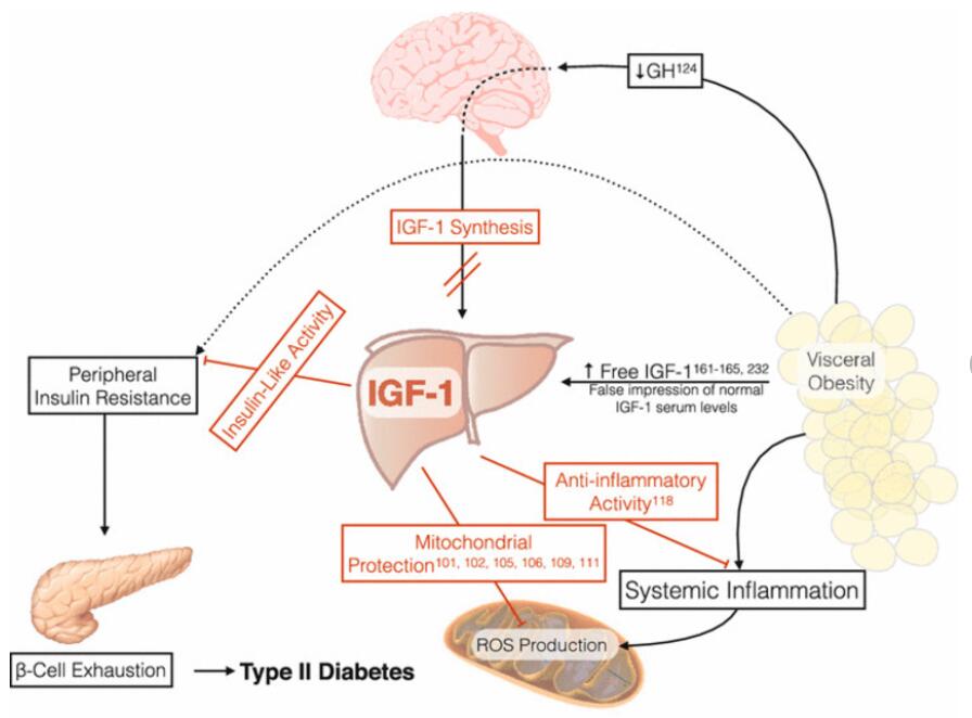 La diferencia entre IGF-1 vs GH, cuál es mejor?