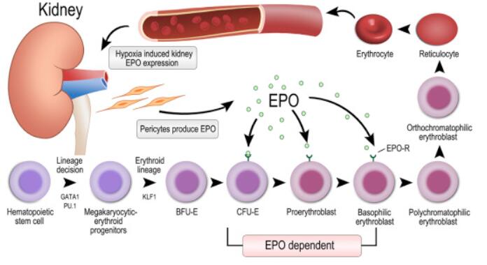 ESA und EPA (Erythropoetin), Vorteile im Bodybuilding und Leistungsförderung